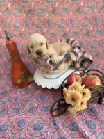 Red, a male Golden Retriever for sale in Long Beach, MS – 2 of 7