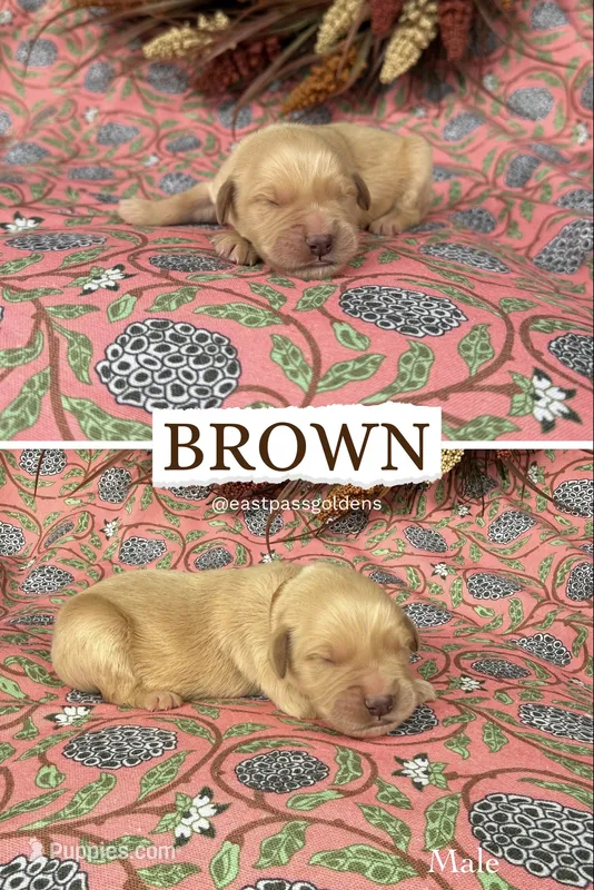 Brown – Golden Retriever puppy for sale in Long Beach, MS