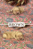 Brown, a male Golden Retriever for sale in Long Beach, MS – 1 of 1