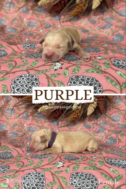 Purple – Golden Retriever puppy for sale in Long Beach, MS