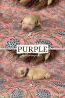 Purple, a female Golden Retriever for sale in Long Beach, MS – 1 of 1