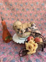 Orange, a male Golden Retriever for sale in Long Beach, MS – 3 of 5