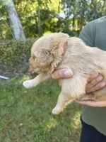 Orange, a male Golden Retriever for sale in Long Beach, MS – 5 of 5