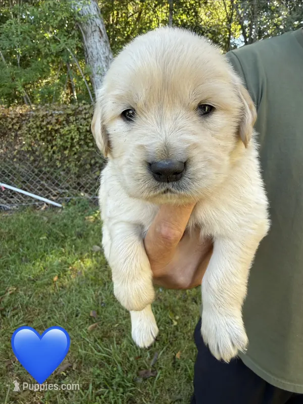 Blue – Golden Retriever puppy for sale in Long Beach, MS