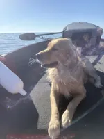 Blue, a male Golden Retriever for sale in Long Beach, MS – 3 of 4