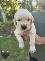 Black, a male Golden Retriever for sale in Long Beach, MS – 1 of 5