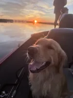 Yellow, a male Golden Retriever for sale in Fort Smith, AR – 4 of 4