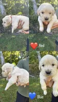 Red, a male Golden Retriever for sale in Long Beach, MS – 3 of 7