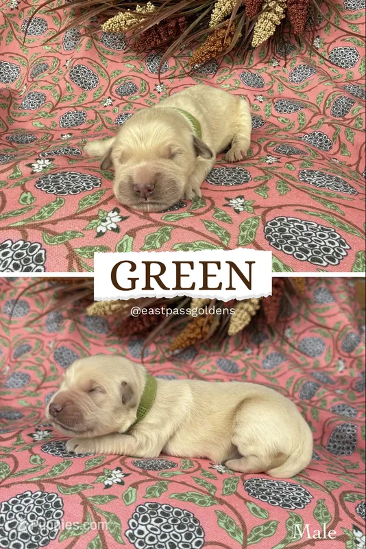 Green – Golden Retriever puppy for sale in Long Beach, MS