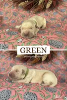 Green, a male Golden Retriever for sale in Long Beach, MS – 1 of 1