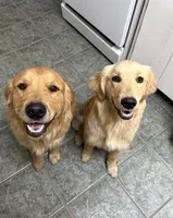 Green, a male Golden Retriever for sale in Long Beach, MS – 5 of 5