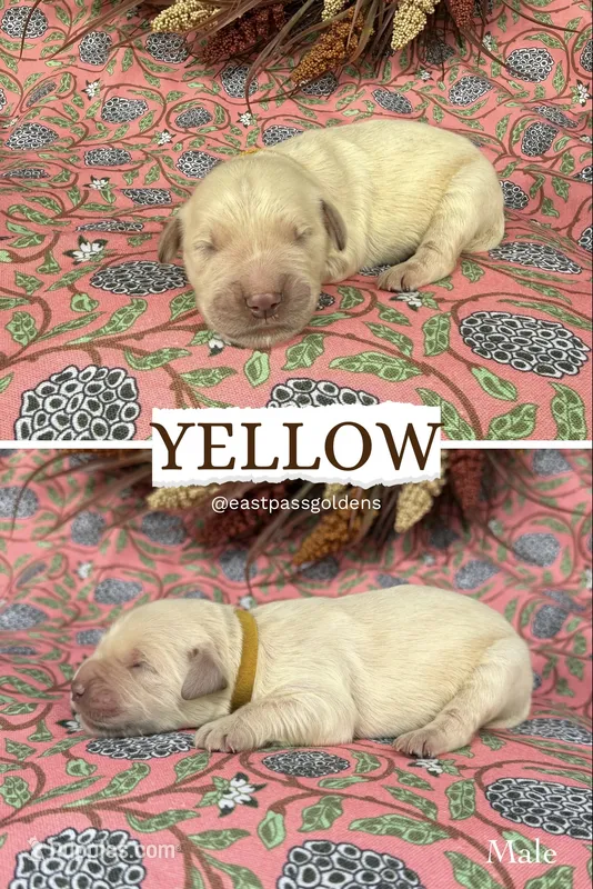 Yellow – Golden Retriever puppy for sale in Long Beach, MS