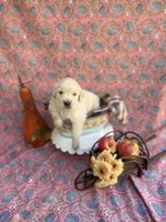 Yellow, a male Golden Retriever for sale in Long Beach, MS – 4 of 6