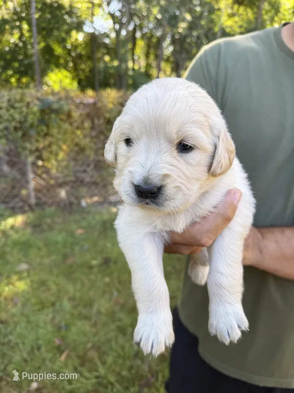 Green – Golden Retriever puppy for sale in Long Beach, MS
