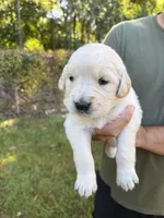 Green, a male Golden Retriever for sale in Long Beach, MS – 1 of 5
