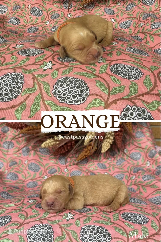 Orange – Golden Retriever puppy for sale in Long Beach, MS
