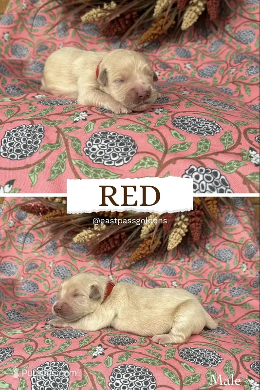 Red – Golden Retriever puppy for sale in Long Beach, MS