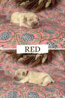 Red, a male Golden Retriever for sale in Long Beach, MS – 1 of 1