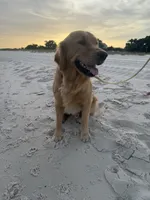 Red, a male Golden Retriever for sale in Long Beach, MS – 6 of 7
