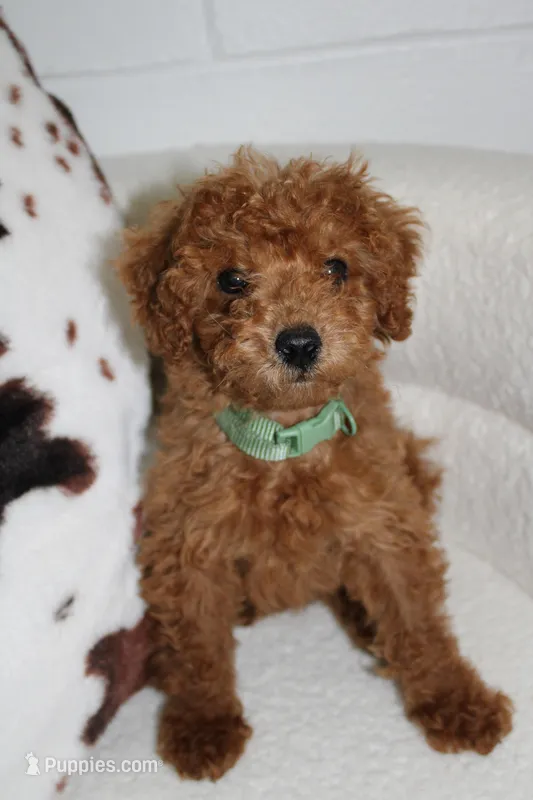 Louie  – Poodle - Toy  puppy for sale in East Dublin, GA