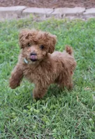 Louie , a male Poodle - Toy  for sale in East Dublin, GA – Photo 3 of 6