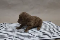 Louie , a male Poodle - Toy  for sale in East Dublin, GA – Photo 3 of 4