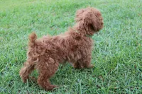 Louie , a male Poodle - Toy  for sale in East Dublin, GA – Photo 4 of 6