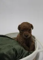 Louie , a male Poodle - Toy  for sale in East Dublin, GA – Photo 2 of 4