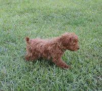 Louie , a male Poodle - Toy  for sale in East Dublin, GA – Photo 2 of 6