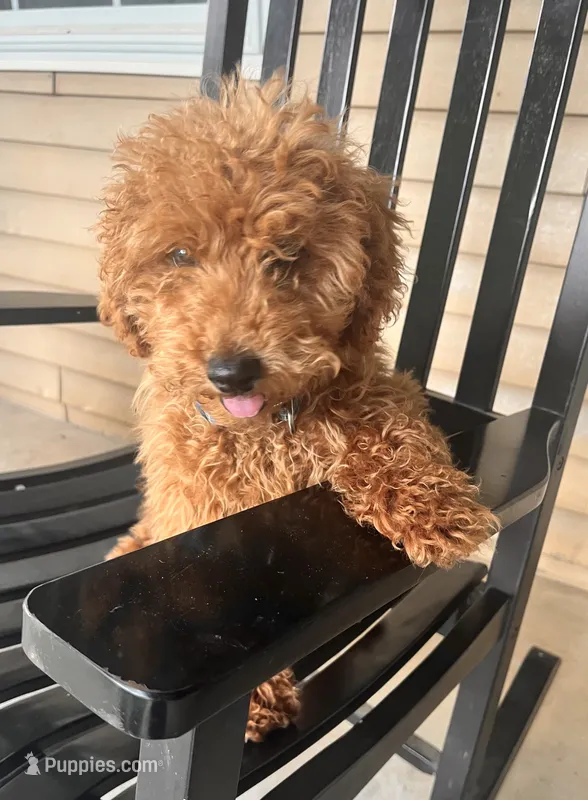 Louie  – Poodle - Toy  puppy for sale in East Dublin, GA