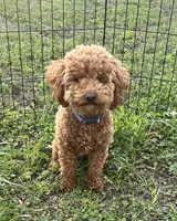 Teddy, a male Poodle - Toy  for sale in East Dublin, GA – Photo 2 of 2