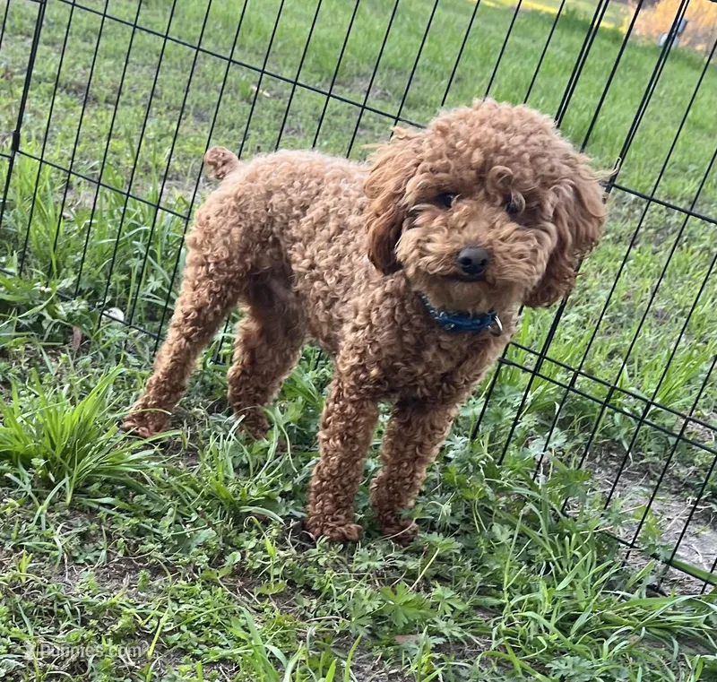 Teddy – Poodle - Toy  puppy for sale in East Dublin, GA