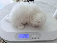 AKC Frost, a male Maltese for sale in Saint Charles, MO – Photo 4 of 4