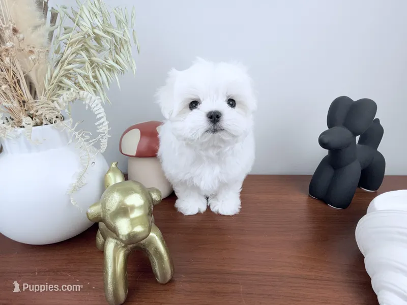 AKC Frost – Maltese puppy for sale in Saint Charles, MO