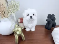 AKC Frost, a male Maltese for sale in Saint Charles, MO – Photo 2 of 4