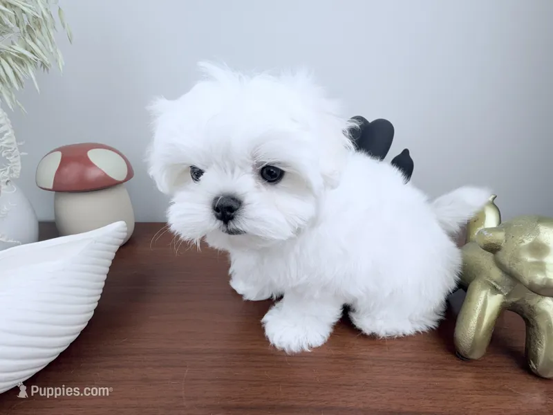 AKC Frost – Maltese puppy for sale in Saint Charles, MO