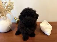 AKC Raven, a female Poodle - Toy  for sale in Saint Charles, MO – 2 of 5