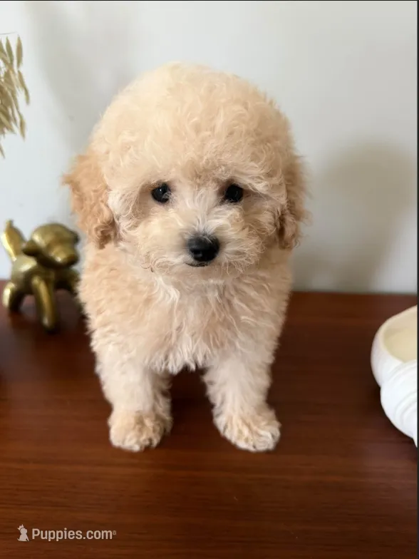 AKC Peanut – Poodle - Toy  puppy for sale in Saint Charles, MO