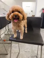 AKC Raven, a female Poodle - Toy  for sale in Saint Charles, MO – 5 of 5