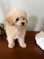 AKC Peanut, a male Poodle - Toy  for sale in Saint Charles, MO – 3 of 6