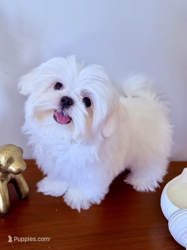 AKC Frost – Maltese puppy for sale in Saint Charles, MO