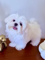 AKC Frost, a male Maltese for sale in Saint Charles, MO – 1 of 3