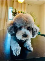 AKC Raven, a female Poodle - Toy  for sale in Saint Charles, MO – 4 of 5