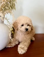 AKC Peanut, a male Poodle - Toy  for sale in Saint Charles, MO – 2 of 6