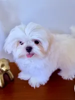 AKC Frost, a male Maltese for sale in Saint Charles, MO – 2 of 3