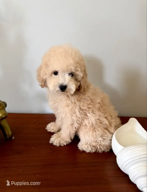 AKC Honey – Poodle - Toy  puppy for sale in Saint Charles, MO