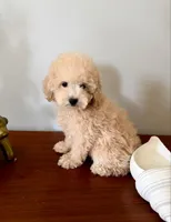 AKC Honey, a female Poodle - Toy  for sale in Saint Charles, MO – 1 of 4