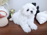 AKC Noelle, a female Maltese for sale in Saint Charles, MO – Photo 3 of 4