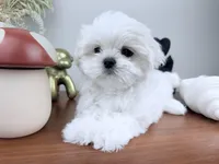 AKC Noelle, a female Maltese for sale in Saint Charles, MO – Photo 2 of 4