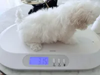 AKC Noelle, a female Maltese for sale in Saint Charles, MO – Photo 4 of 4